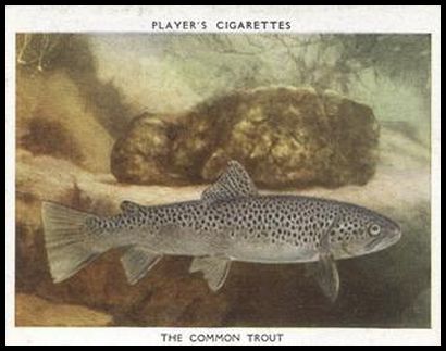 24 The Common Trout